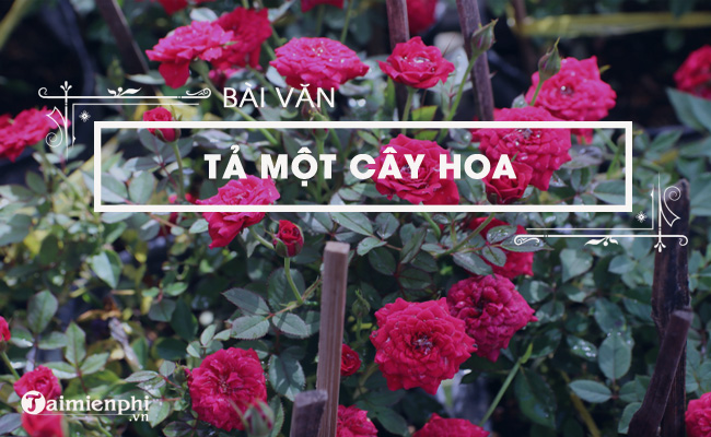 ta mot cay hoa em yeu thich