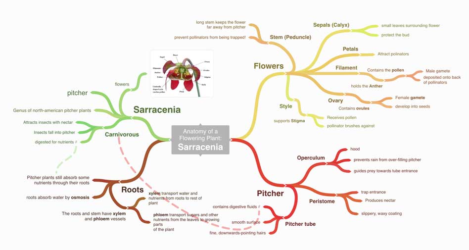 coggle-mindmap Một sơ đồ tư duy vẽ bằng Coggle