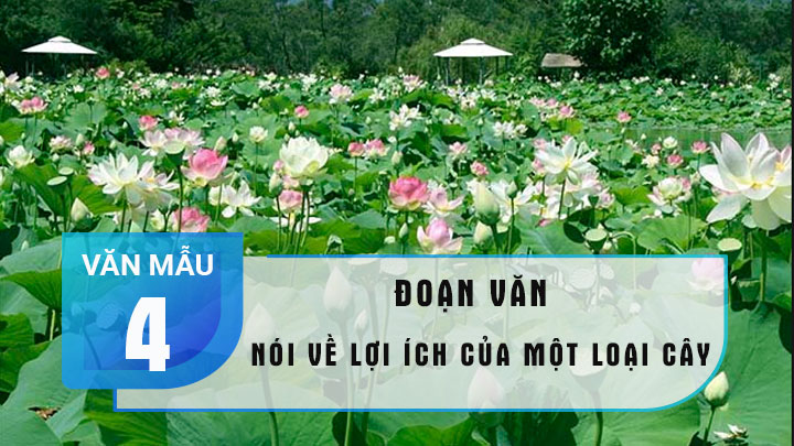 Viết một đoạn văn nói về lợi ích của một loài cây mà em biết lớp 4 hay nhất