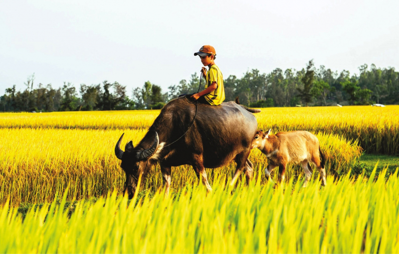 Viết đoạn văn tả về mùa hè lớp 2