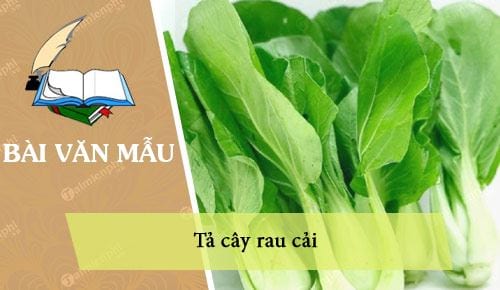 ta cay rau cai