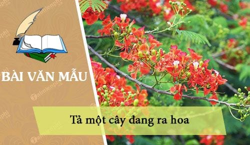 ta mot cay dang ra hoa