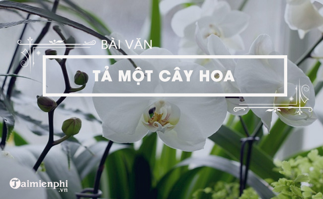 bai van ta cay hoa phong lan