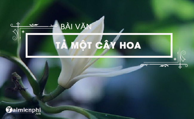 ta cay hoa ngoc lan