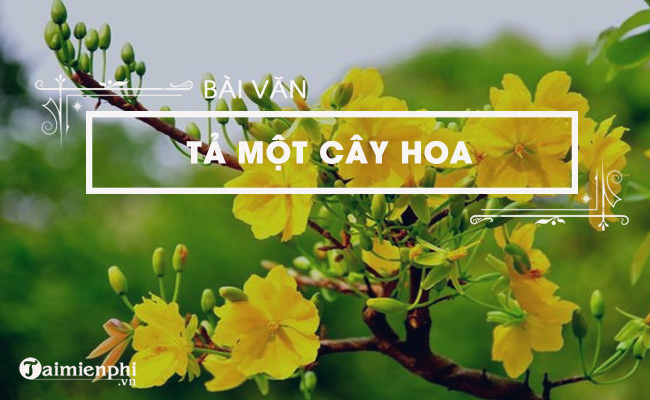 ta cay hoa mai ngay tet