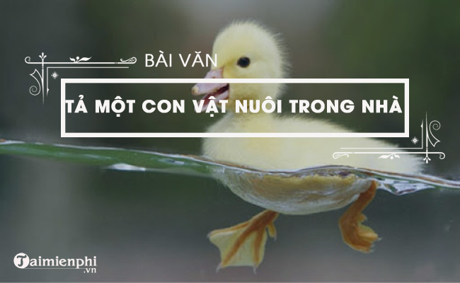 bai van ta con vit