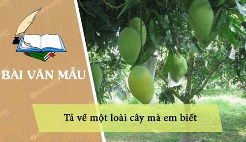 ta ve mot loai cay ma em biet