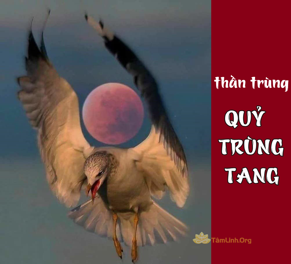 Sự thật về thần trùng, trùng tang có thật không | Trùng tang liên táng |  Tâm linh có thật | Tamlinh.org